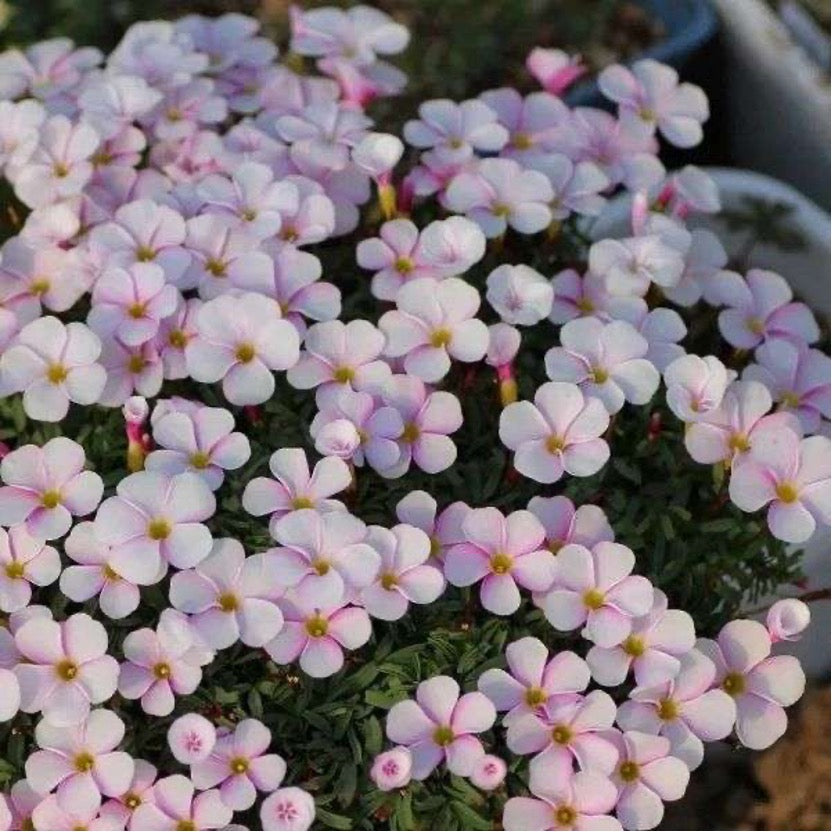 Oxalis Planting Guide:Discover the Beauty of “Jumping Clovers”