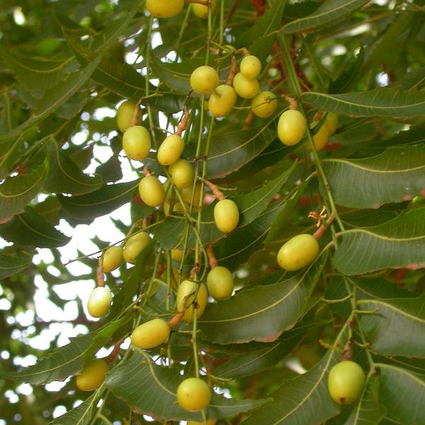 Neem Tree Plant Seeds up to 50%