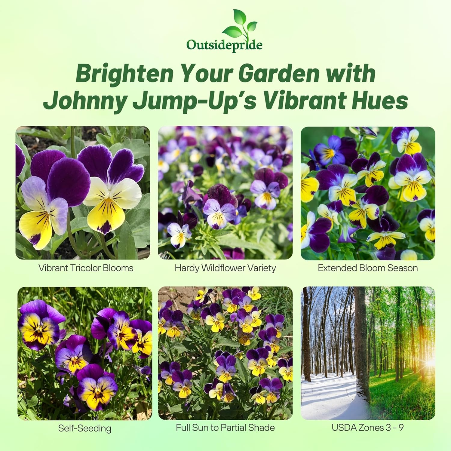 Violet Flower Seeds up to 50%