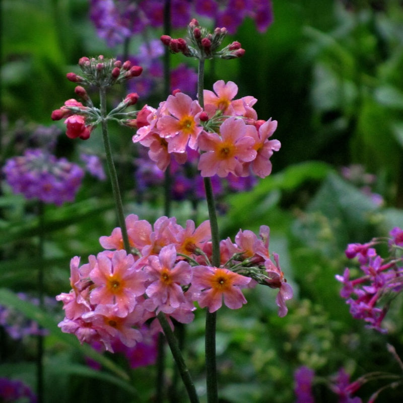 primrose seeds up to 50%