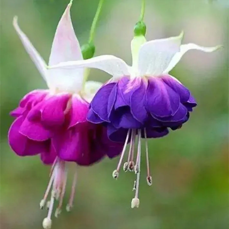 Fuchsia Hybrida Voss Seeds The fairy flower up to 50%