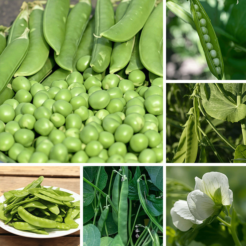 Pea Seeds up to 50%