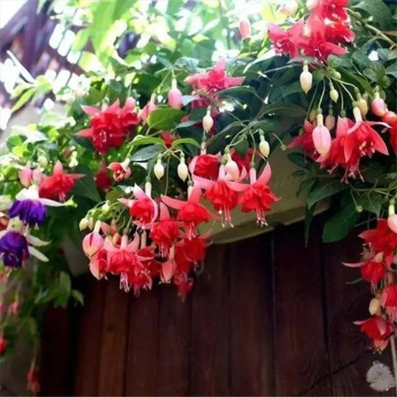 Fuchsia Hybrida Voss Seeds The fairy flower up to 50%