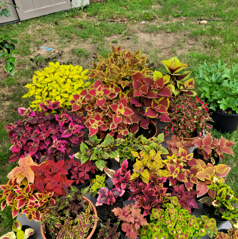 Coleus