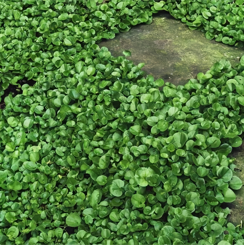 Other Greenery and Grass
