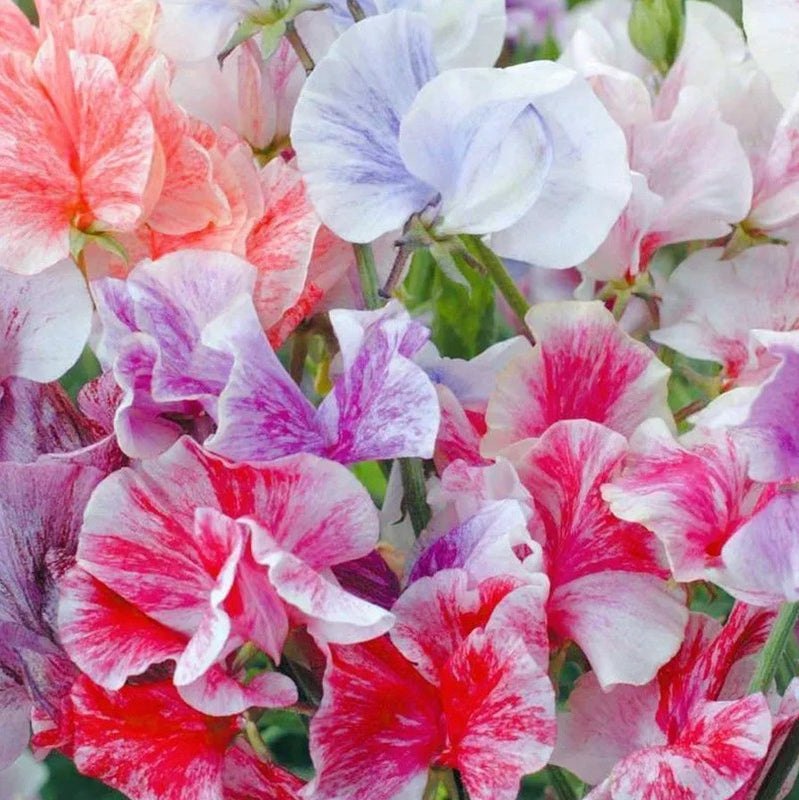 Sweet Pea