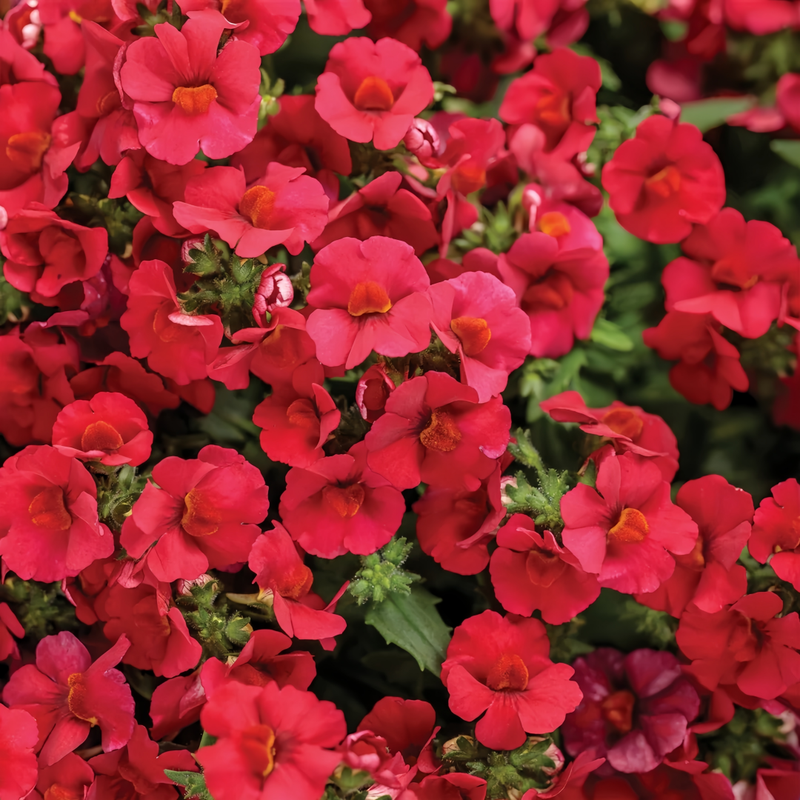 Nemesia