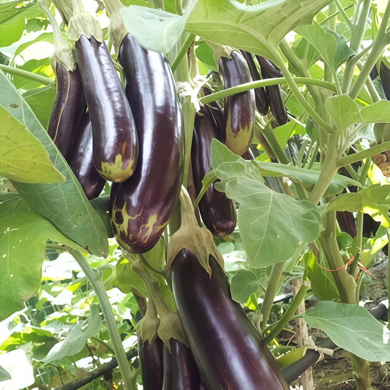 Solanum - Purple Larger Packet High Germination 900-4500 Onsaleseeds