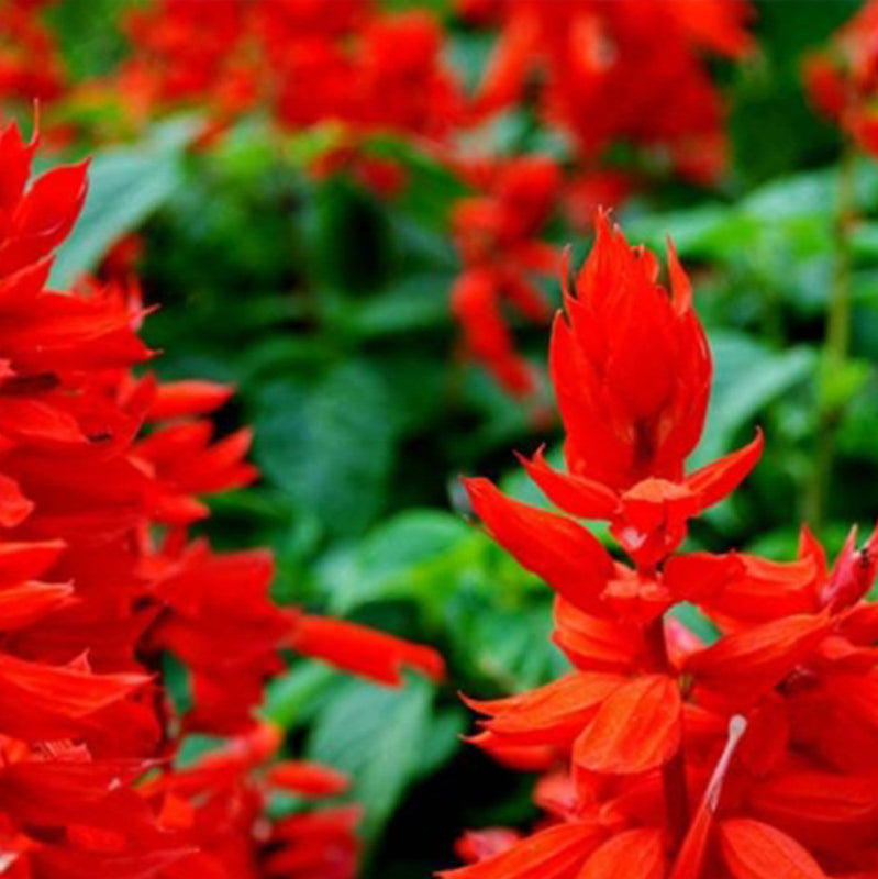 Salvia