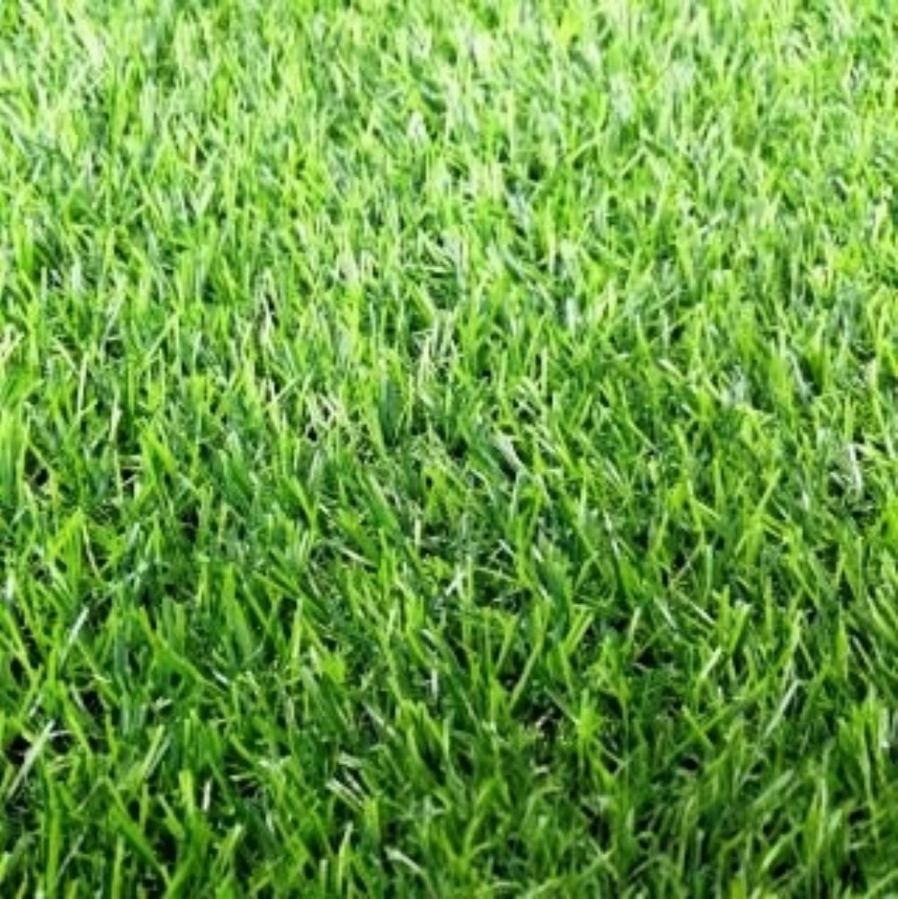 Tall Fescue