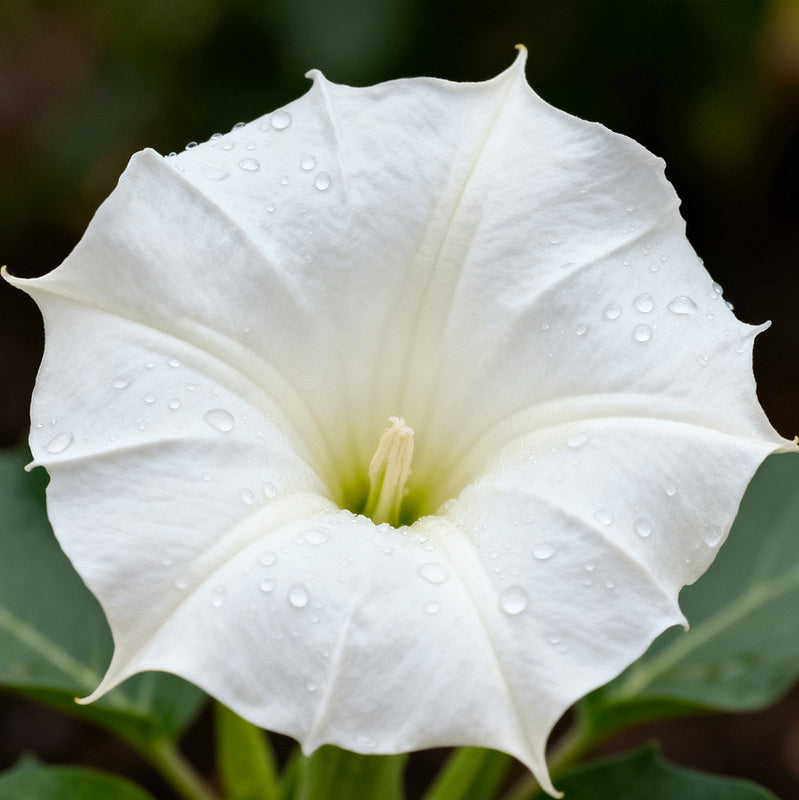 Datura