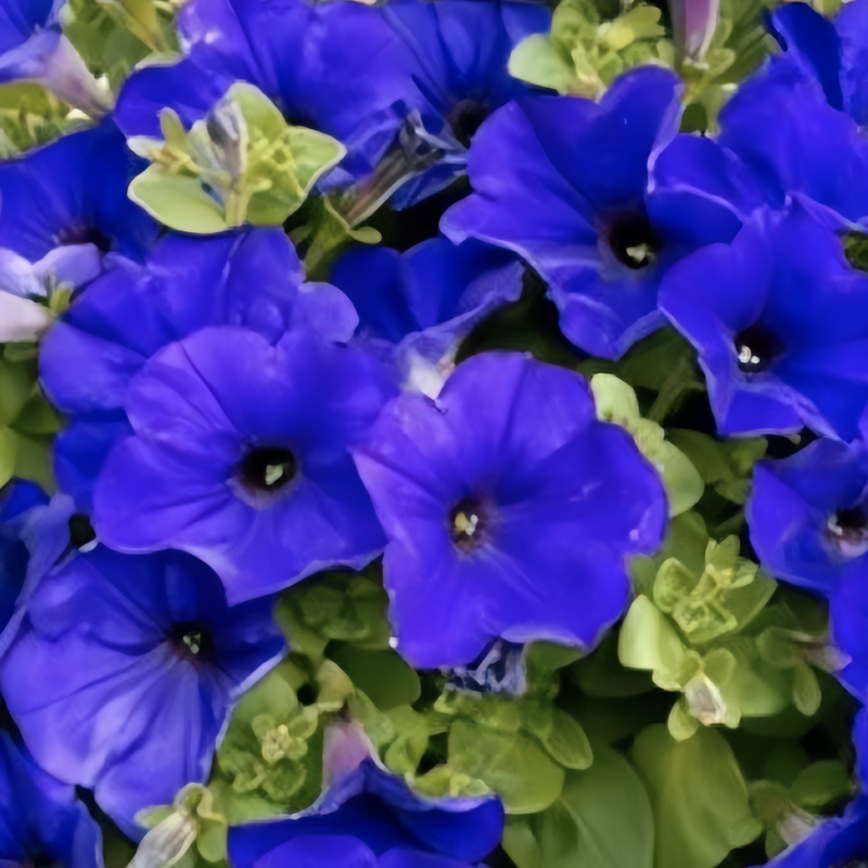 Petunia