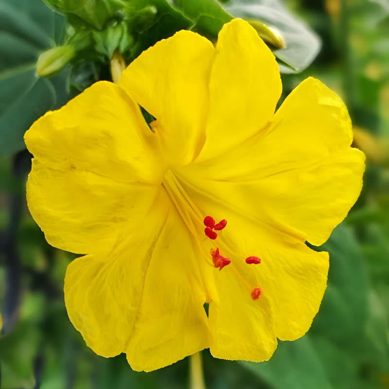 Four O'Clock(Mirabilis Jalapa)