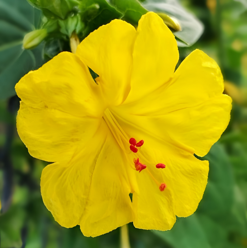 Four O'Clock(Mirabilis Jalapa)