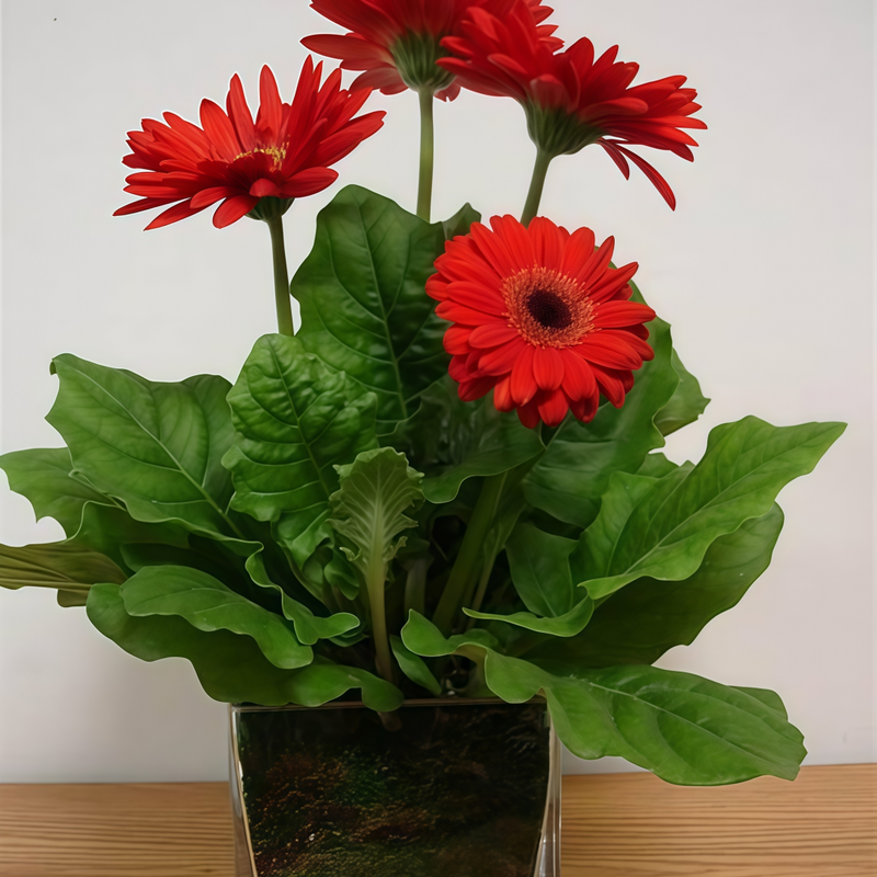 Gerbera