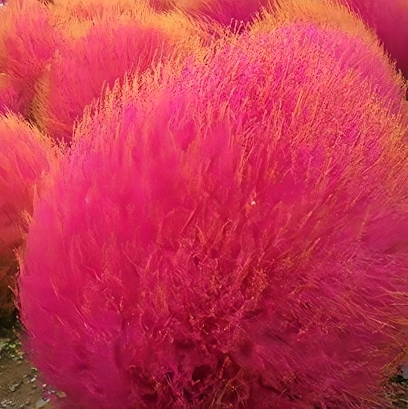 Kochia