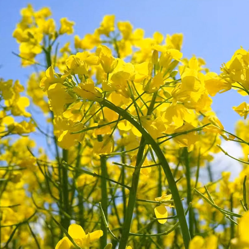 Brassica