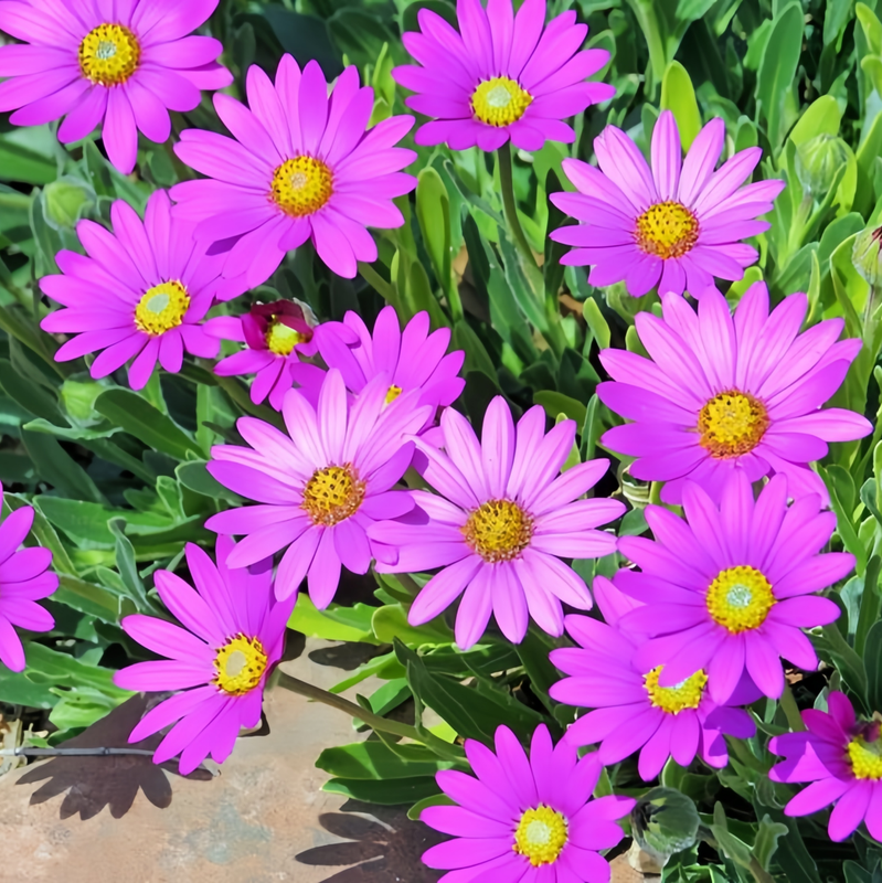 Cape Daisy