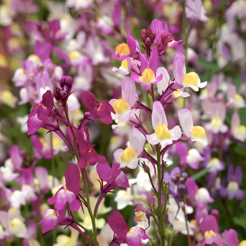 Linaria Vulgaris Subsp Seeds - Red Larger Packet High Germination 5000-10000 Onsaleseeds