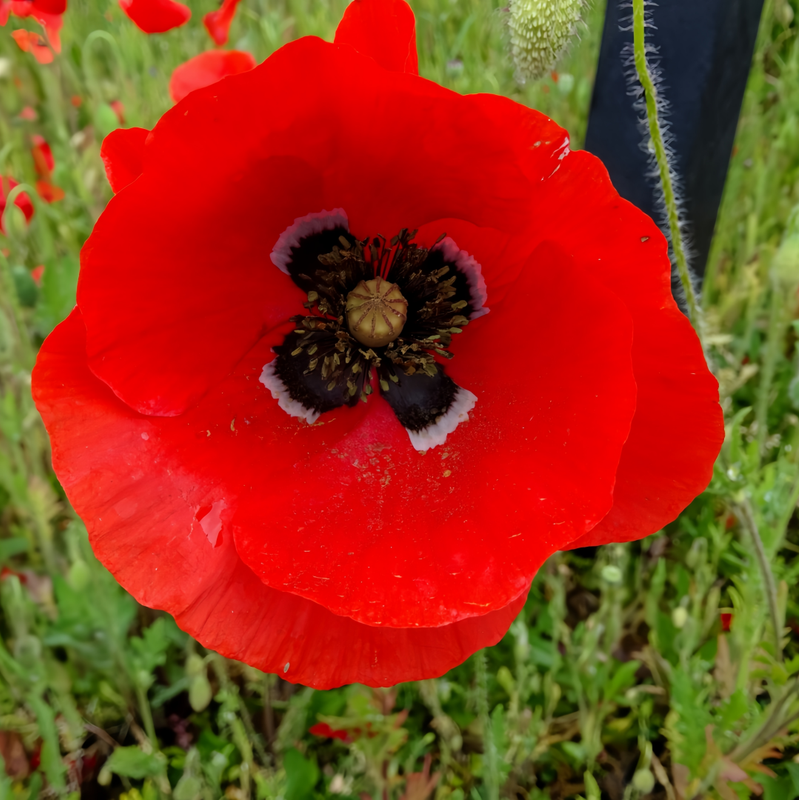 Papaver