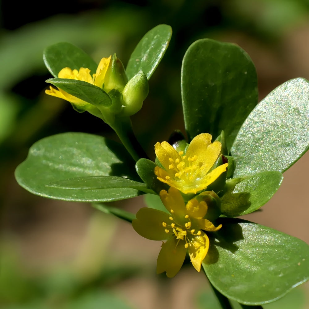 Portulaca Oleracea - High Germination Onsaleseeds