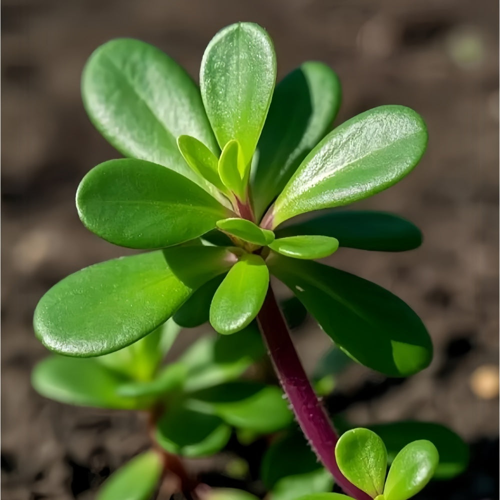 Portulaca Oleracea