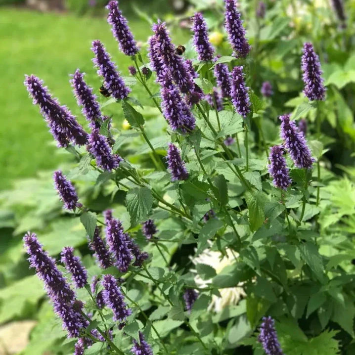 Agastache Rugosa Seeds - Larger Packet High Germination 6000-30000 Onsaleseeds