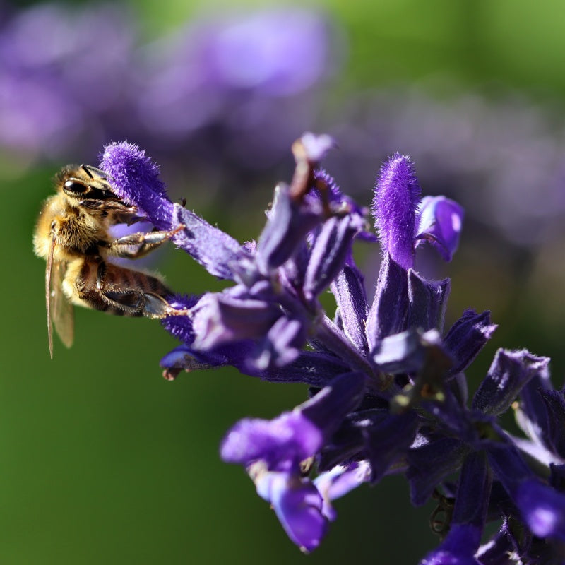 Salvia miltiorrhiza seeds up to 50%