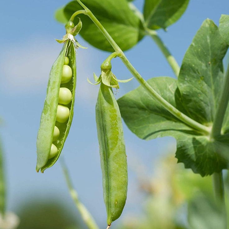 Sword Bean Plant Seeds up to 50%