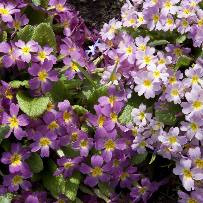 primrose seeds up to 50%