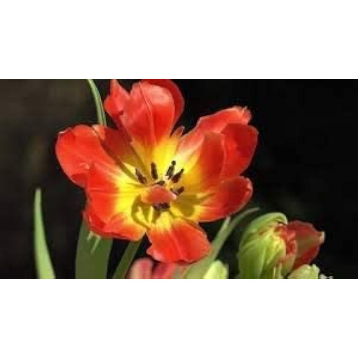 Clivia Lily Flower Seeds up to 50%