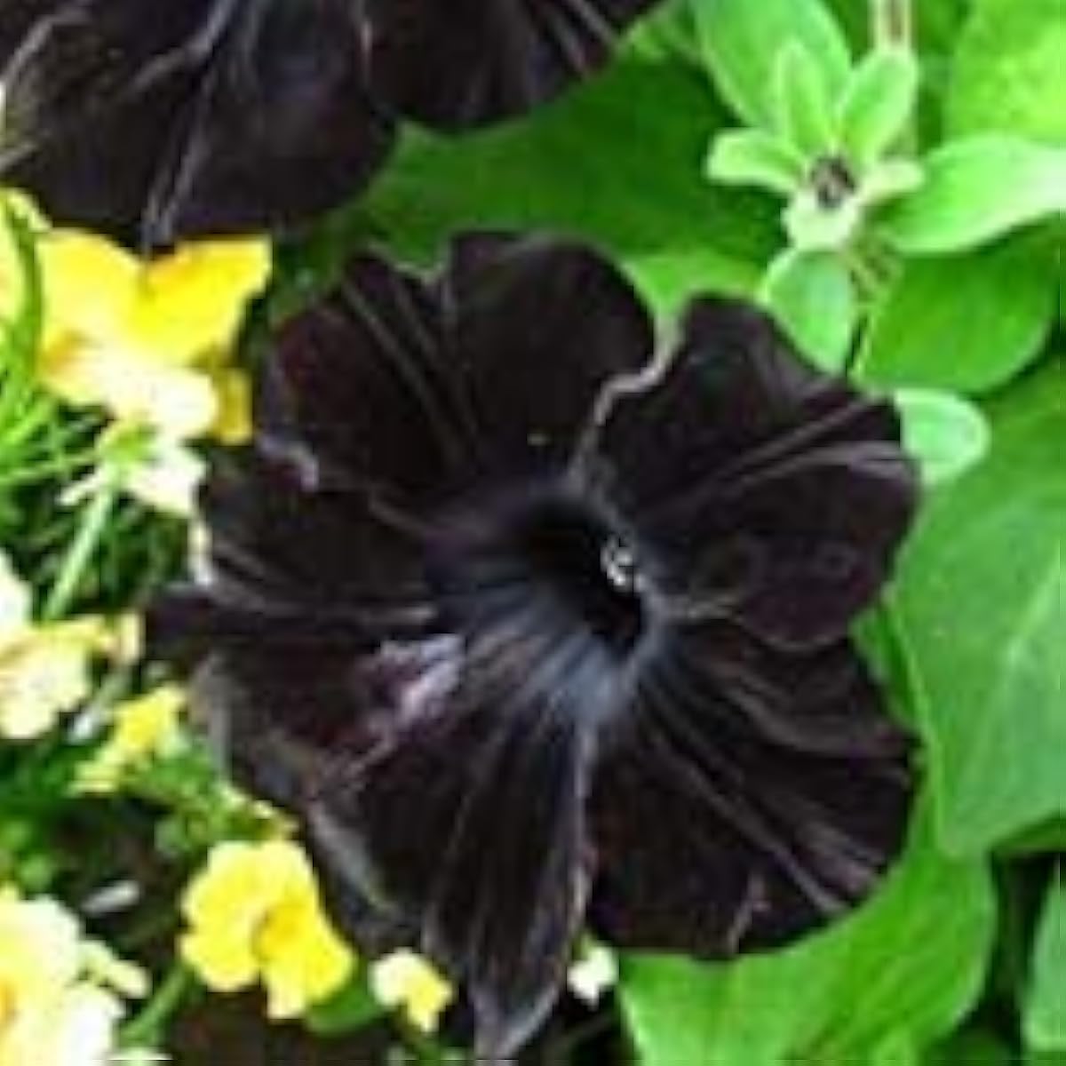 Rare Black Plant Seeds up to 50%