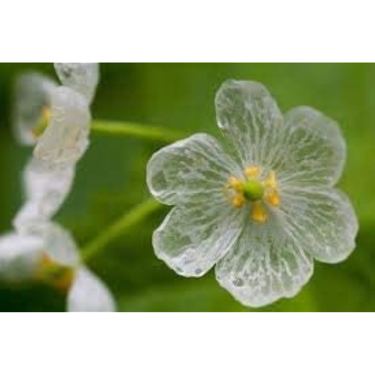 Skeleton Flower Seeds up to 50%
