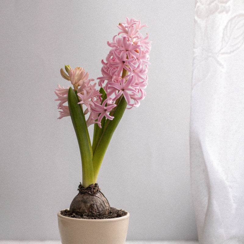 Hyacinth Seeds up to 50%