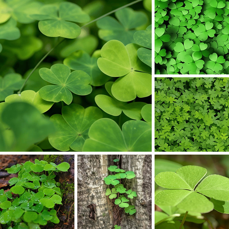 Shamrock seeds up to 50%