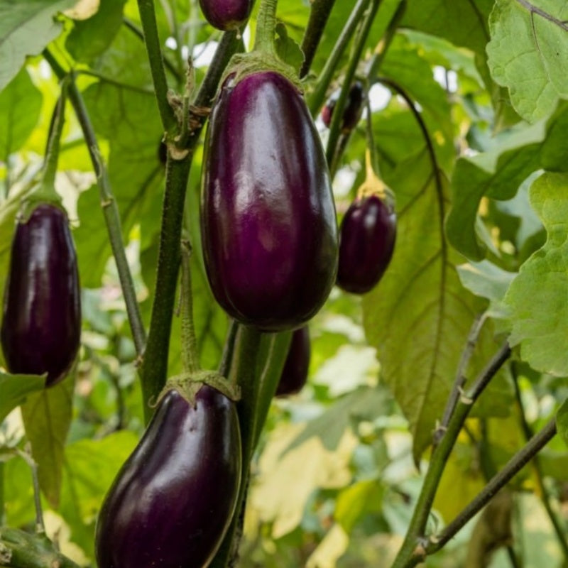 Eggplant seeds up to 50%