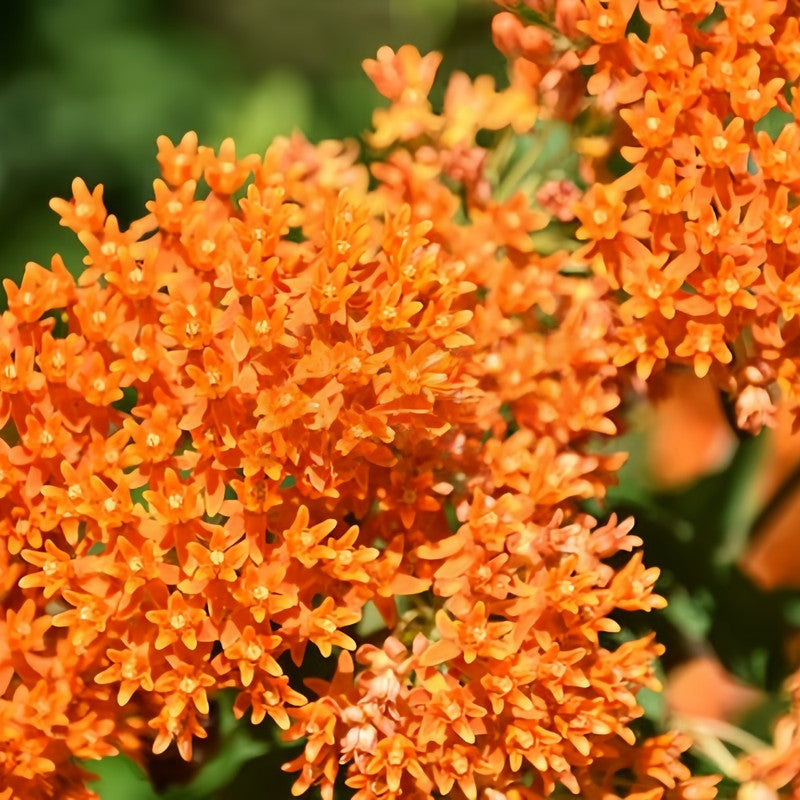 Butterfly Milkweed Seeds - Tangerine Larger Packet High Germination 200-5000 Onsaleseeds