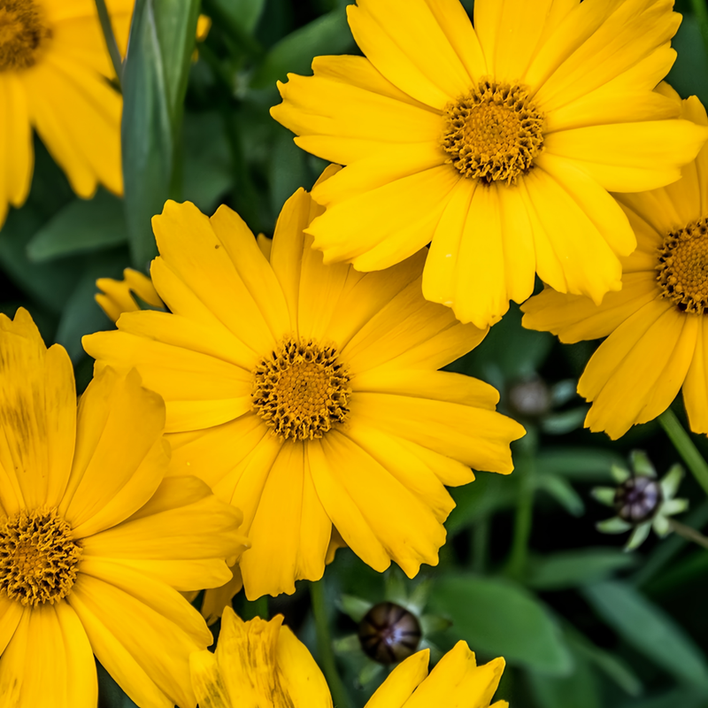 C.lanceolata Seeds - Yellow Single Petal Larger Packet High Germination 900-4500 Onsaleseeds