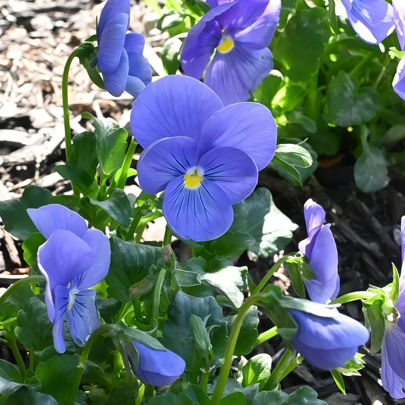 Pansy Seeds - Pure Blue Colour Larger Packet High Germination 450-2200 Onsaleseeds