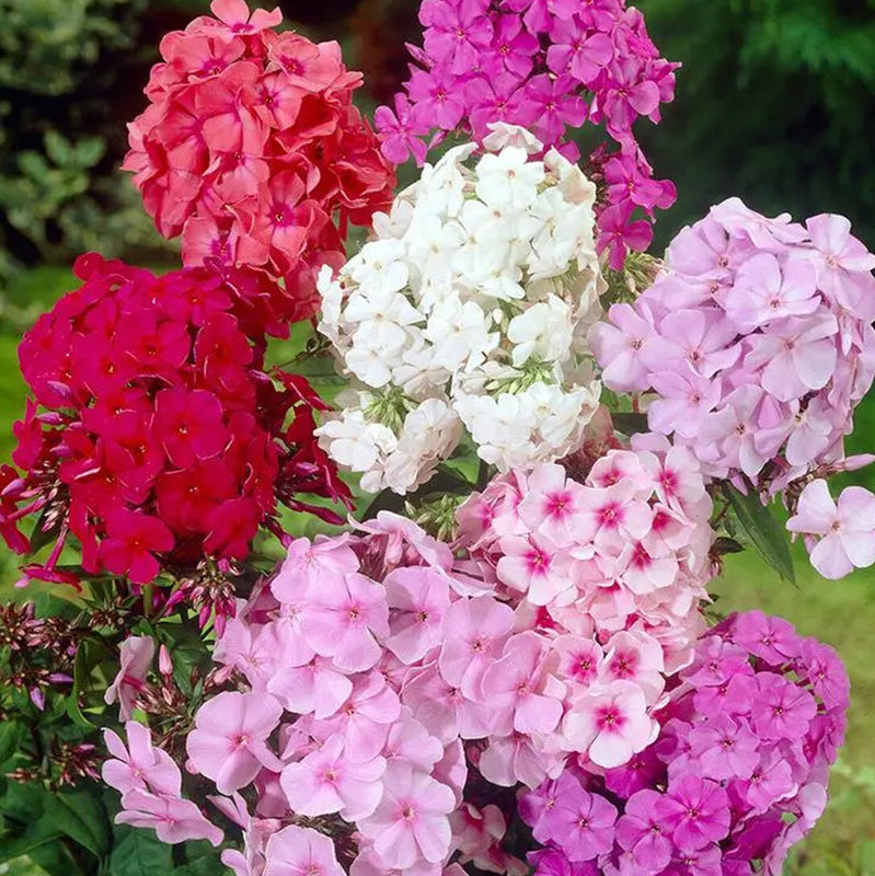 Phlox