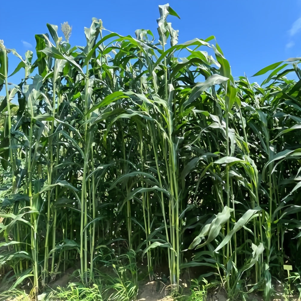 Sweet Sorghum Seeds - Larger Packet High Germination 1/4-1/2LB Onsaleseeds