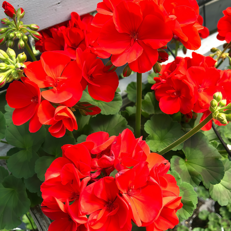 Pelargonium Seeds - Crimson High Germination Onsaleseeds
