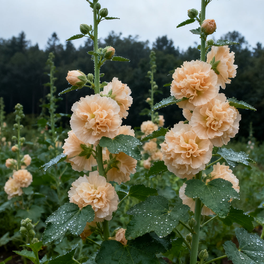Hollyhock Apricot Seeds up to 50% Large Pack · 1500-7500 Seeds