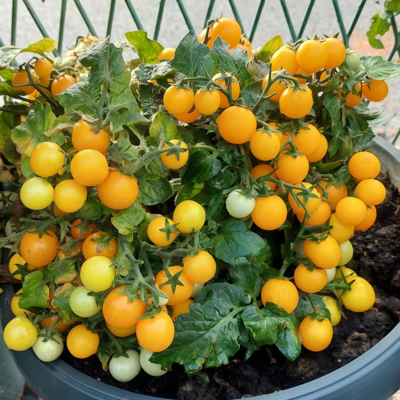 Lycopersicon Esculentum Miller - Yellow Larger Packet High Germination 450-2200 Onsaleseeds