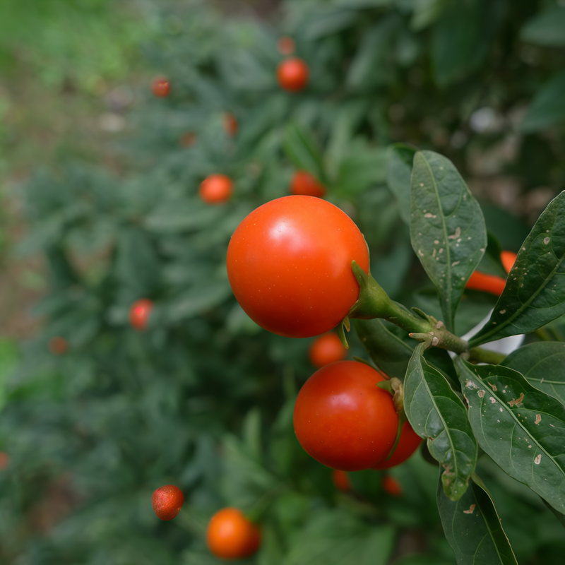Solanum - Pseudocapsicum Red Larger Packet High Germination 300-1500 Onsaleseeds