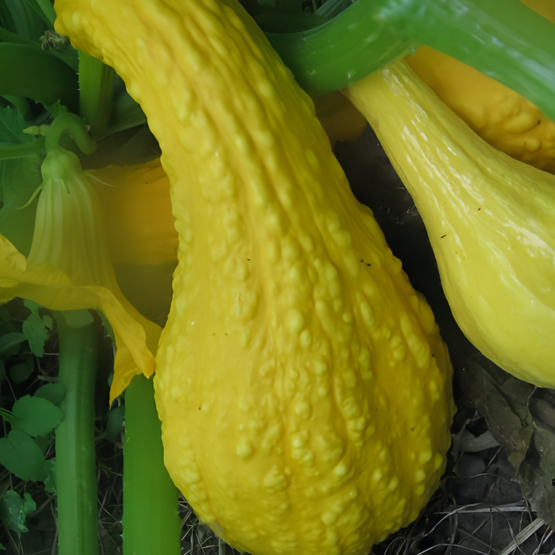 Cucurbita Moschata - Swan Yellow High Germination Onsaleseeds