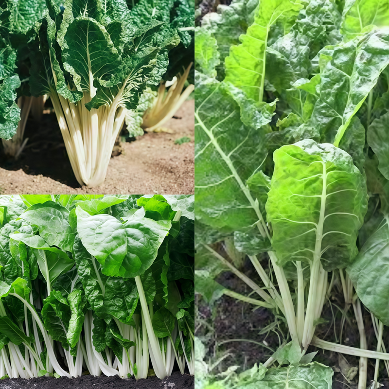 Beta Vulgaris - Green Leaf White Path High Germination Onsaleseeds