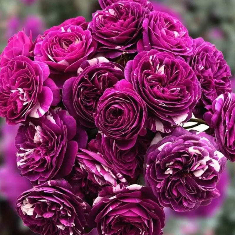 Rose ¡°Scented Jewel up to 50%