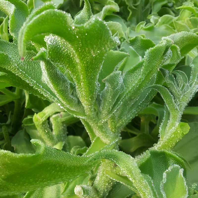 Mesembryanthemum Crystallinum L. - Larger Packet High Germination 3000-15000 Onsaleseeds