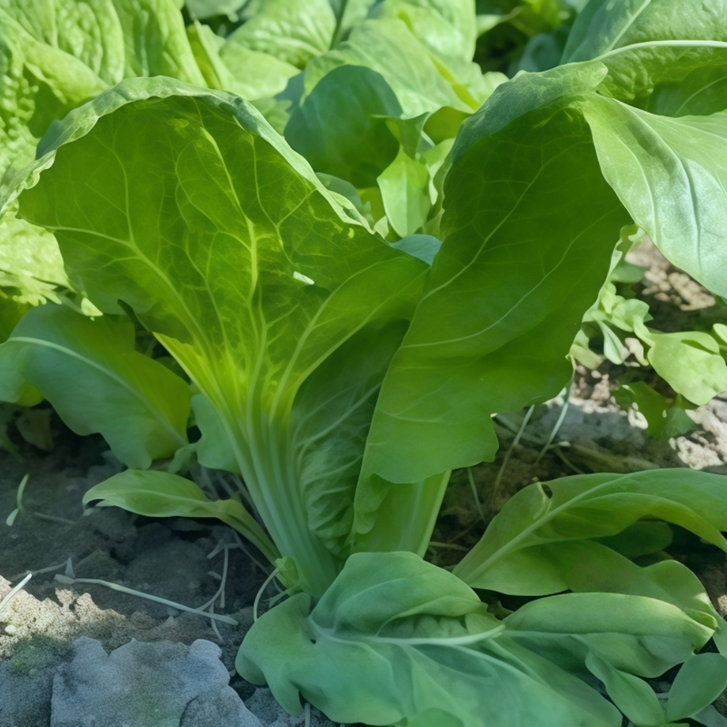 Brassica Juncea Var. Multiceps - Purple Larger Packet High Germination 5000-25000 Onsaleseeds